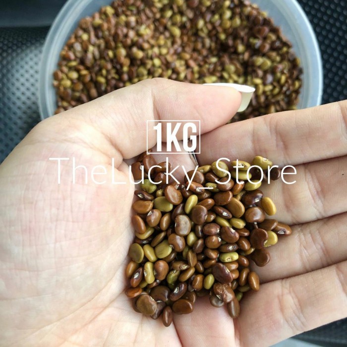 Ready Benih Bibit Tanaman / Biji Kacang Kacangan CC Calopogonium Caeruleum