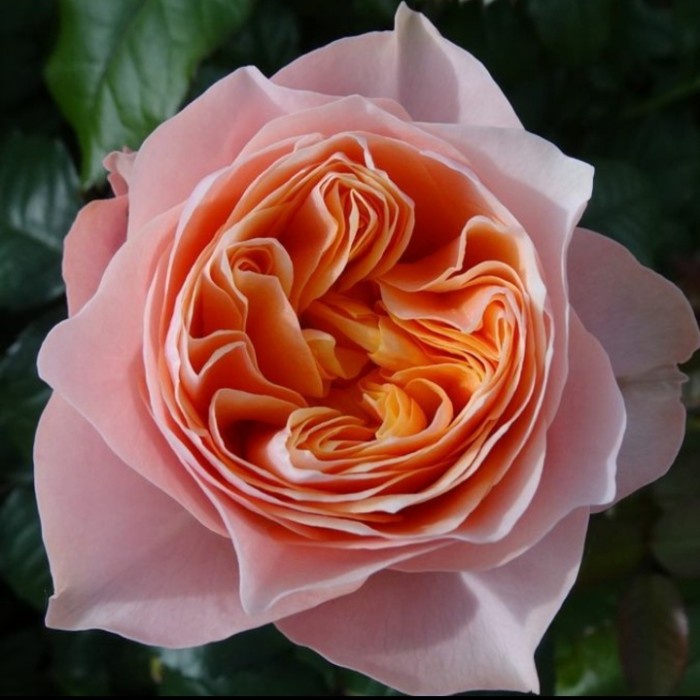 tanaman hias mawar vuvuzela - Mawar import - mawar kelopak besar