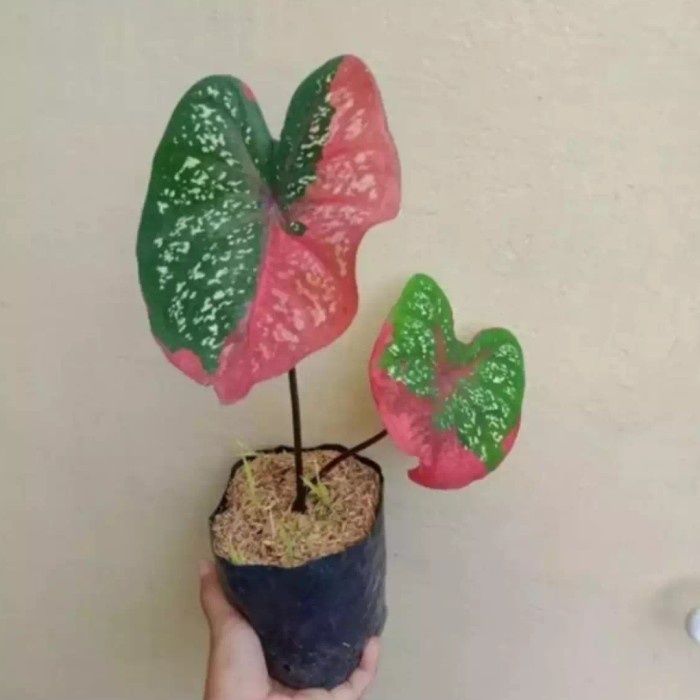 Tanaman Hias Keladi Baret - Keladi Baret Merah