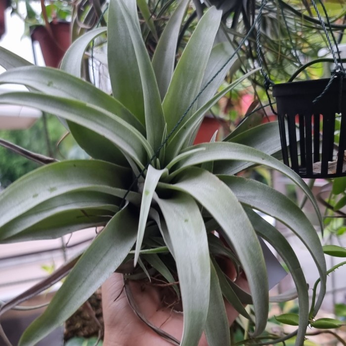 XEROGRAPHICA MURAH (TILLANDSIA) ORIGINAL