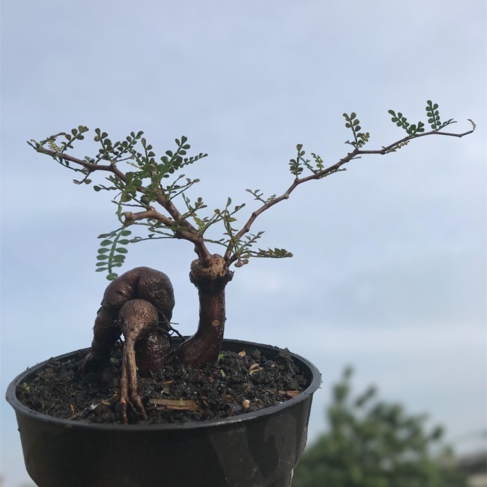PACHYPUS OPERCULICARYA TANAMAN HIAS BONSAI ORIGINAL