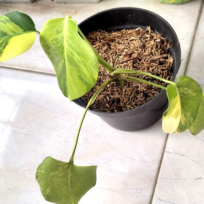 MONSTERA VARIEGATA KUNING A MARMORATA MONSTERA YELLOW VARIEGATED ORIGINAL