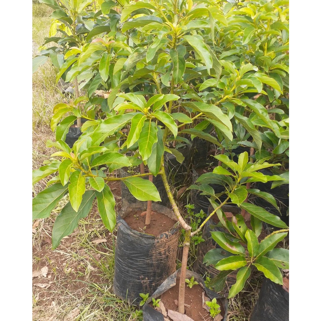 BIBIT TANAMAN ALPUKAT MENTEGA JUMBO TINGGI 1 METER UP