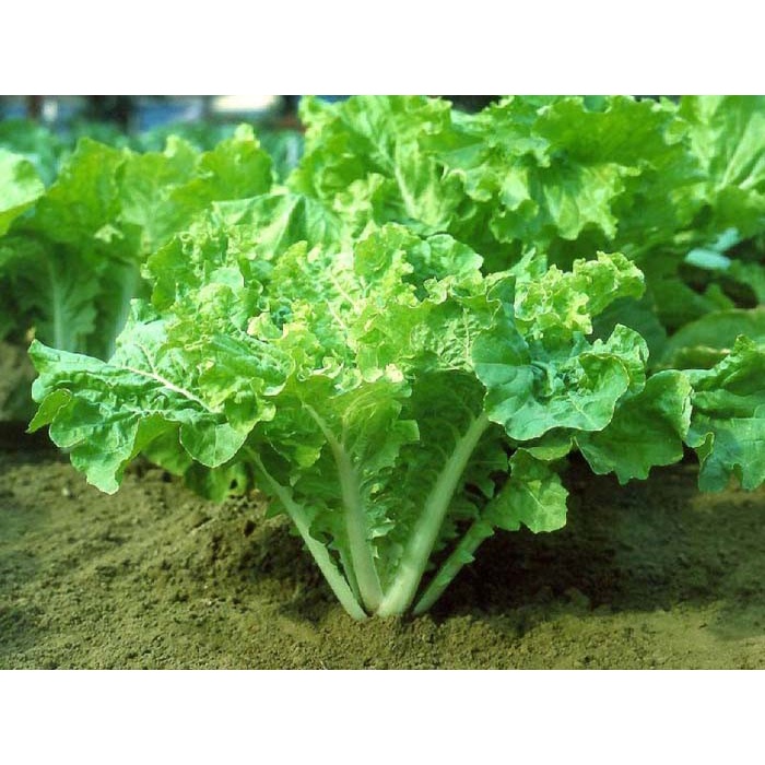 Benih Bibit Biji - Taiwanese Bok Choy Pai-Tsai FUN JEN Sawi Samhong Keriting F1 Hibrida Seeds - Panen Dalam 35 Hari