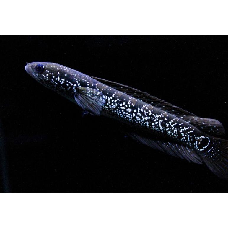 asiatica White spot/ws sortiran 5-10 cm