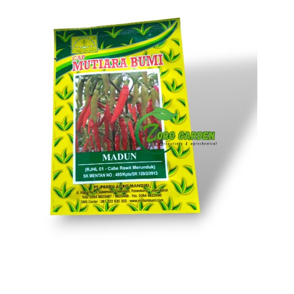 BENIH/BIBIT CABE RAWIT MERUNDUK - MADUN