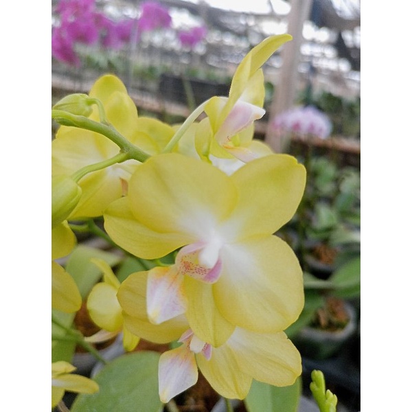 anggrek bulan grade B kuning muda lidah pink phalaenopsis hybrid bunga mini kondisi knop mekar