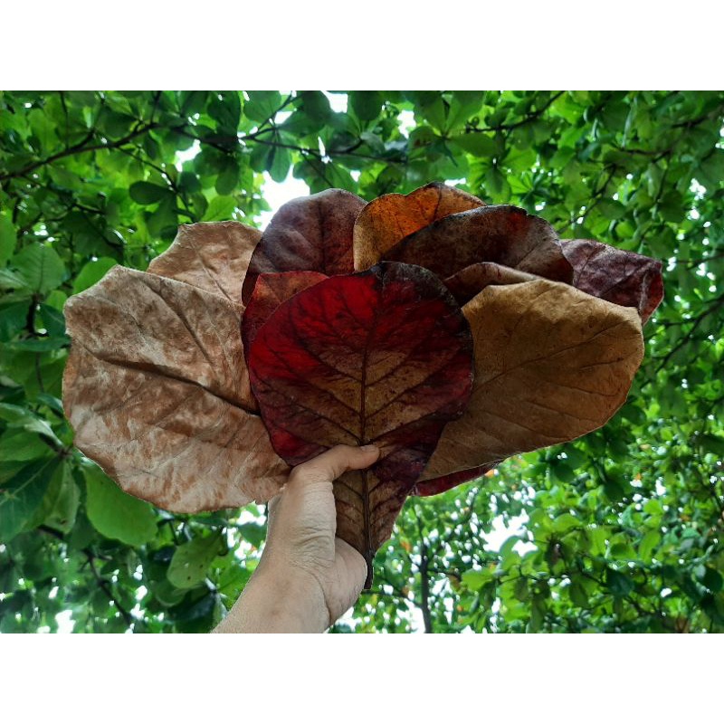 DAUN KETAPANG LAUT KERING OBAT PILIHAN SUPER PEKAT DI AIR