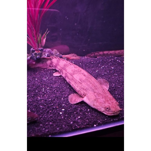 Palmas endlicheri 30 cm