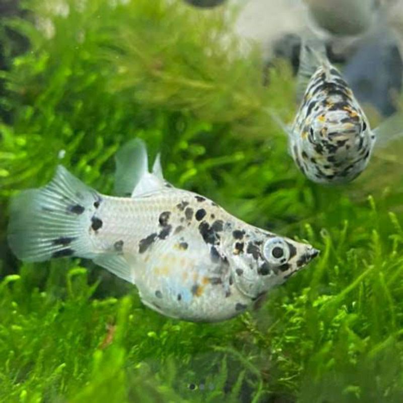 ( Hiasan Aquarium ) Molly Marble Balon Indukan Satuan