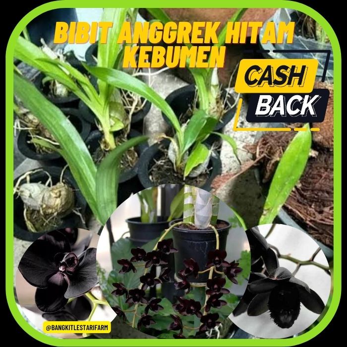 Bibit Anggrek Hitam Dewasa, Bibit Anggrek Hitam Unggulan, TERLARIS