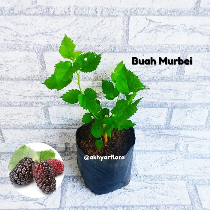 Tanaman Buah Murbei Bibit Buah Murbei MM