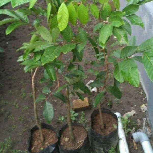 Terlaris BIBIT BUAH RAMBUTAN RAPIAH TANAMAN BUAH RAMBUTAN RAPIAH MM