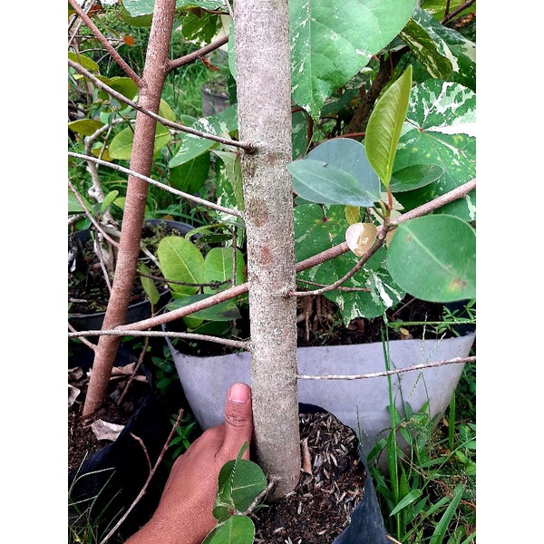 bahan bonsai iprik silver merah impor thailand besar hampir selengan / bibit iprik silver pucuk mera