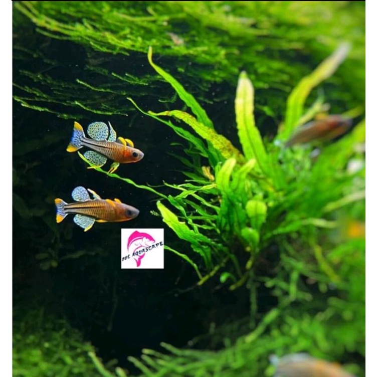 Hiasan aquarium schooling pseudomugil paskai aquascape