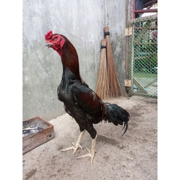 ayam Shamo X BK clasik (telur fertil)