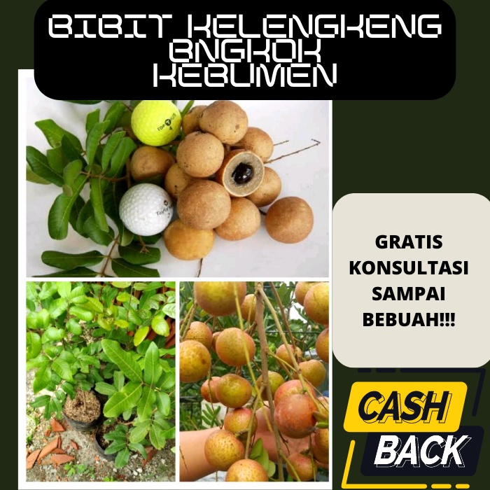 Bibit Kelengkeng Bangkok, Bibit Kelengkeng Hasil Okulasi, Cepat Berbuah, TERLARIS