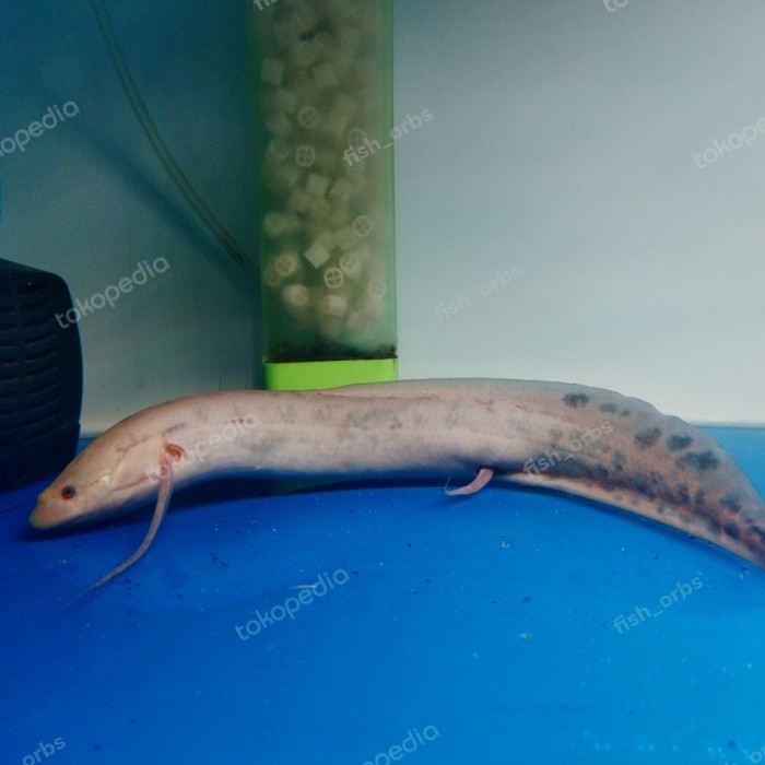 Hiasan Aquarium African Lungfish