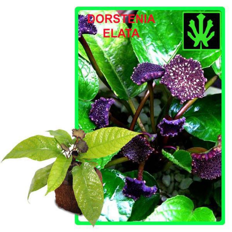 nthurium konde anthurium tusuk konde dorstenia elata anthurium konde murah dorstenia ellata