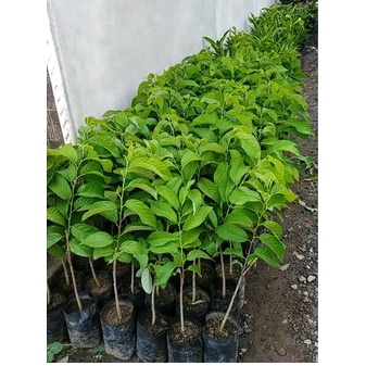 Pohon Buah Srikaya Jumbo BERBUAH/BERBUNGA - Pohon Buah Srikaya Besar