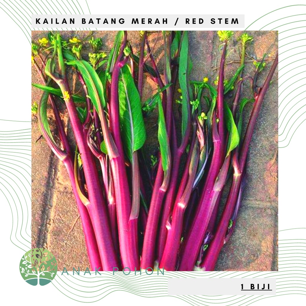 Benih Bibit Biji - Kailan Batang Merah Red Stem / Yun Moss / Purple Choi Sum Chinese Flowering Cabbage Seeds - IMPORT