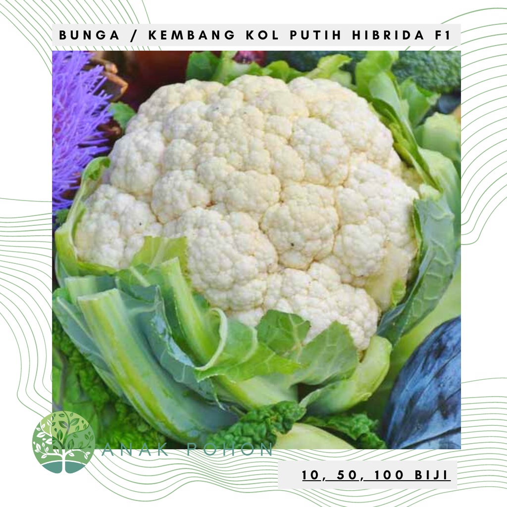 Benih Bibit Biji - Bunga Kembang Kol Cauliflower Bunga Kol Putih Hibrida Seeds - Varietas Tahan Panas dan Lembab - Panen Dalam 45 Hari