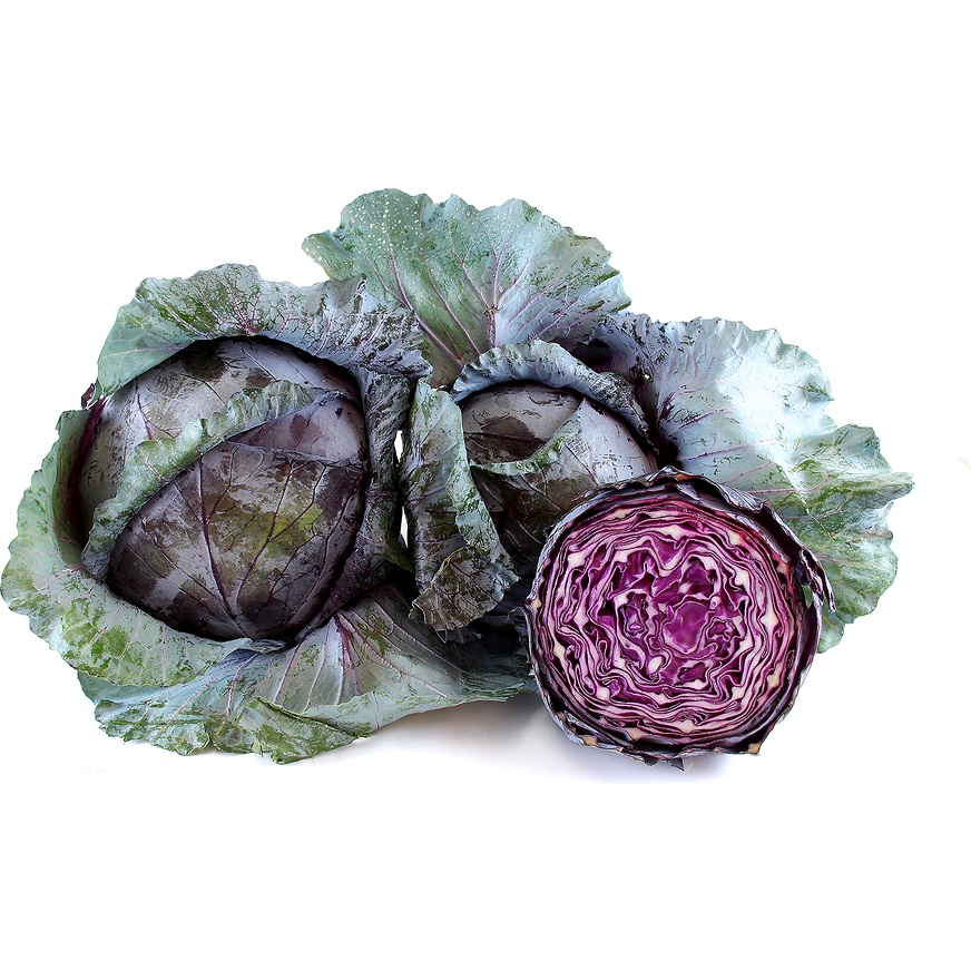 Benih Bibit Biji - Cabbage Red Acre / Kol Kubis Merah Seeds - IMPORT