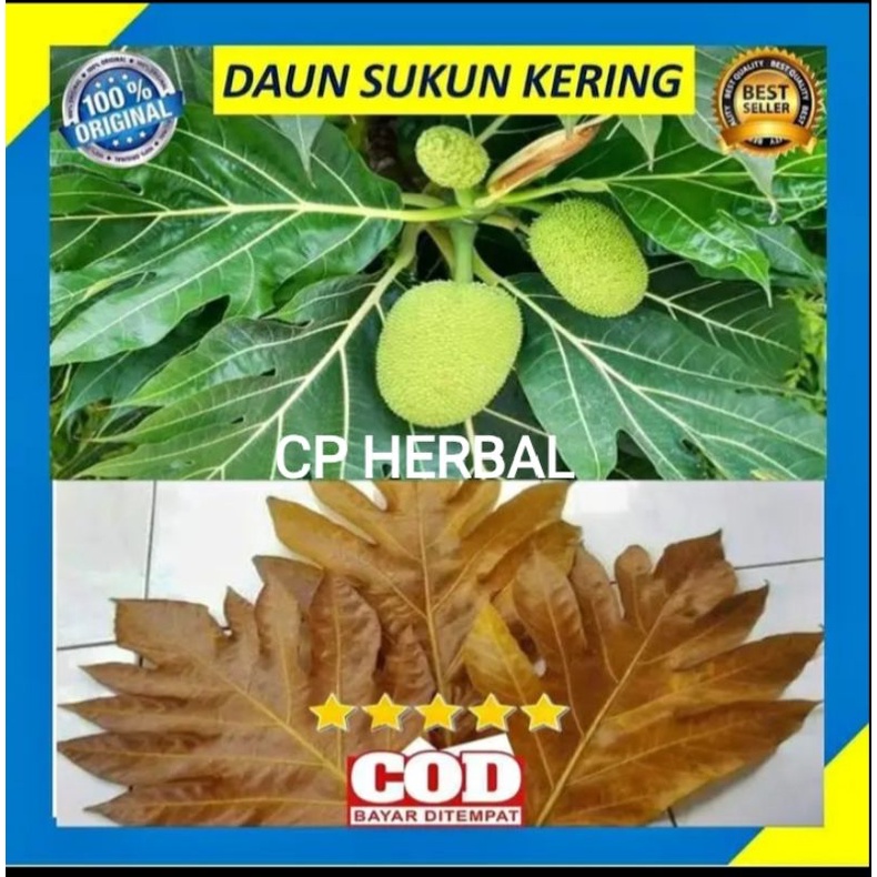 

daun sukun kering per 100gram murah