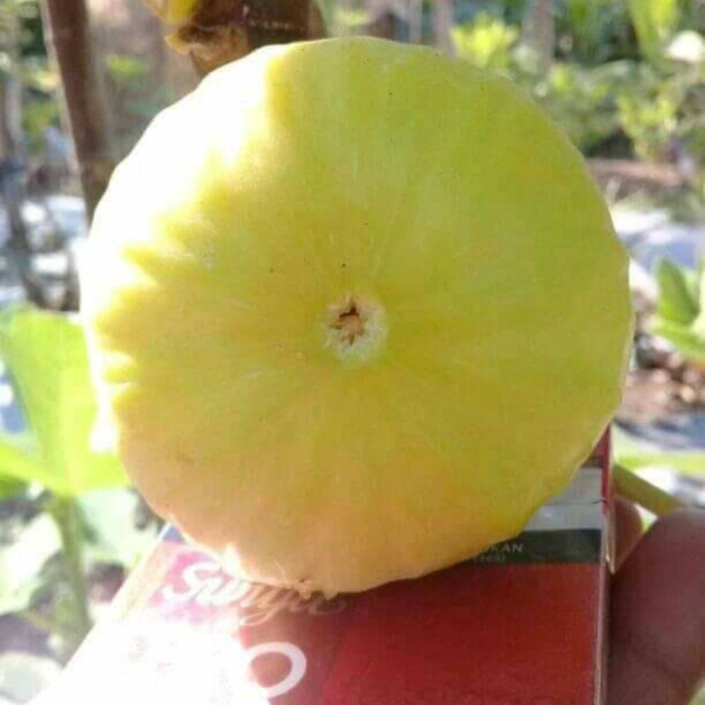 Bibit buah tin jenis Jin Ao Fen (JAF)