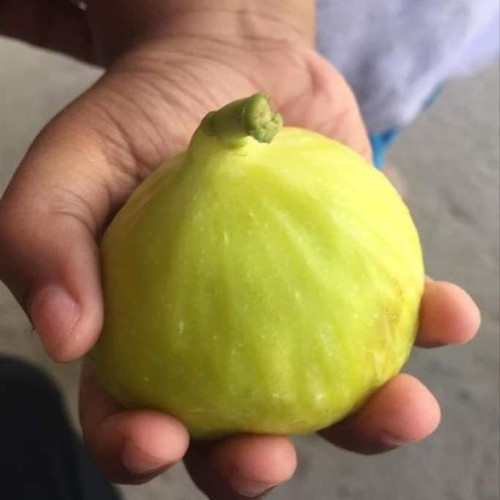 Bibit Buah Tin Yellow Giant Khasi Fresh Cangkok