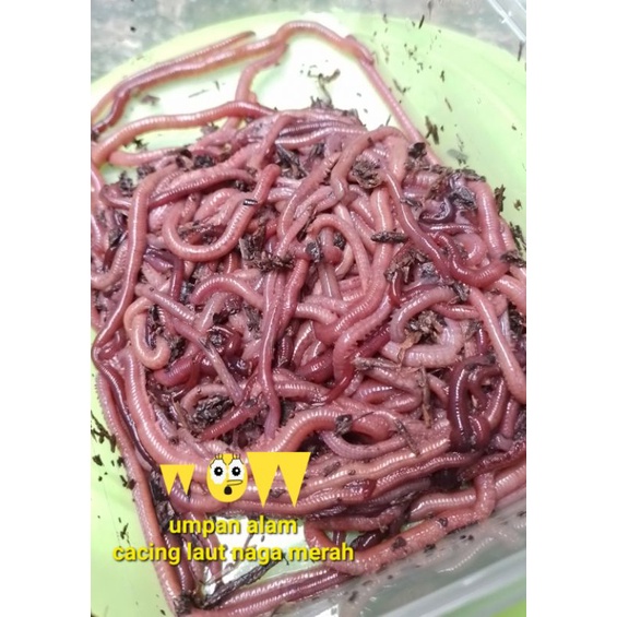 CACING.LAUT,NAGA MERAH UMPAN ALAM