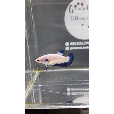 Cupang Blue Rim
