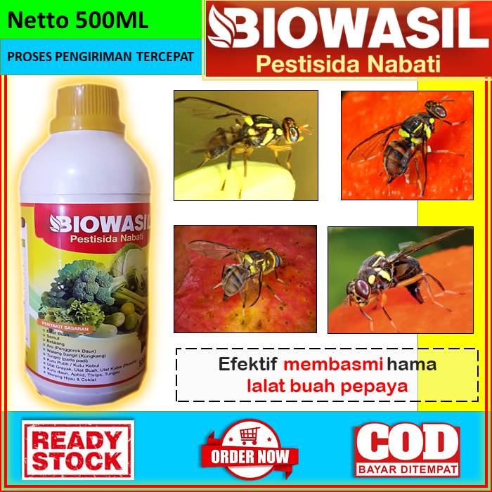OBAT ANTI HAMA LALAT BUAH PADA TANAMAN PEPAYA [BIOWASIL] Obat Cair Pestisida Nabati Anti Hama 500ml 