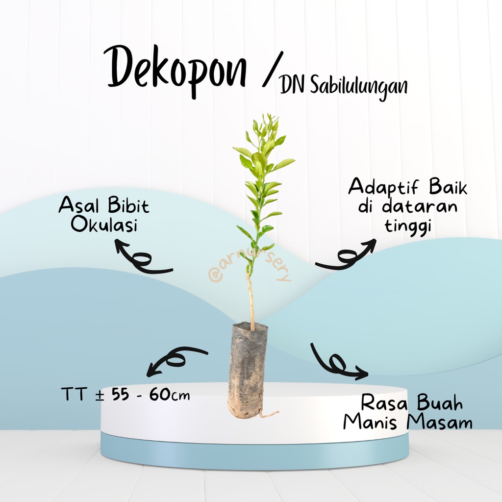 Bibit Jeruk Dekopon/ Bibit Jeruk DN sabilulungan/ Bibit Jeruk Sultan