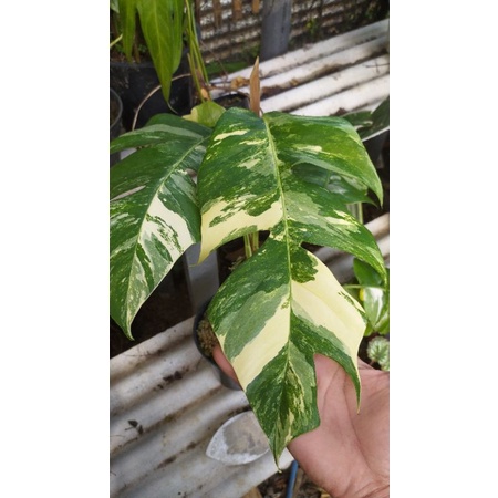 epipremnum pinatum.varigated