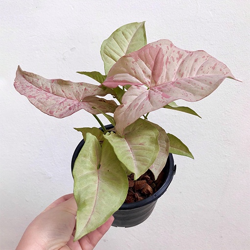 Syngonium Pink Spot/Tanaman Hias Murah Terlaris Syngonium Murah Pink Spot/ syngonium cantik Pink Spo