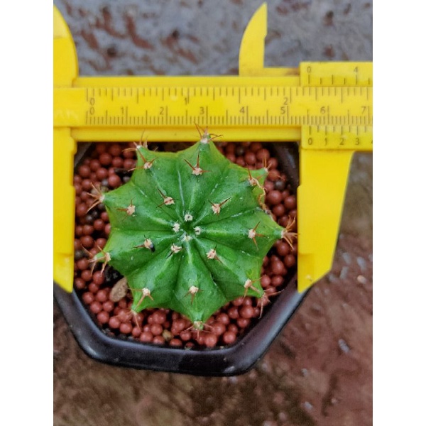MIHA HYBRID SEEDLING DARI BIJI//KAKTUS//MIHANOVICHI//KAKTUS MURAH//KAKTUS HIAS//KAKTUS MINI//KAKTUS 
