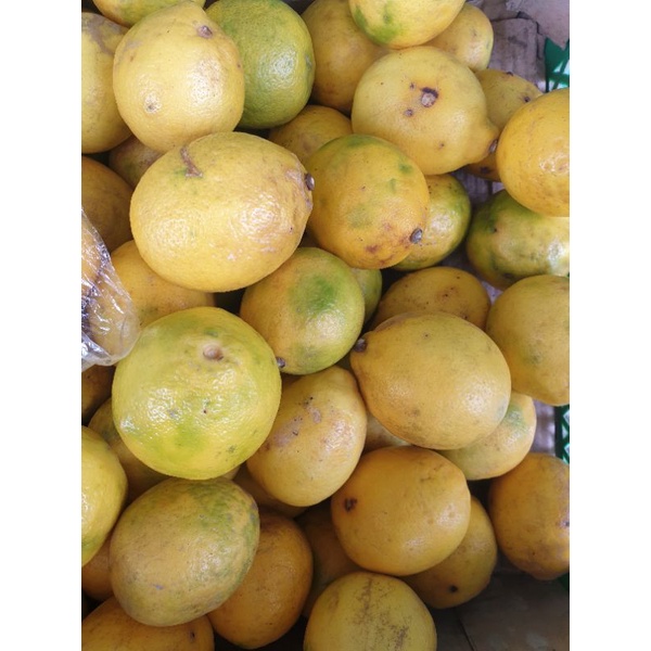 

jeruk lemon 1kg