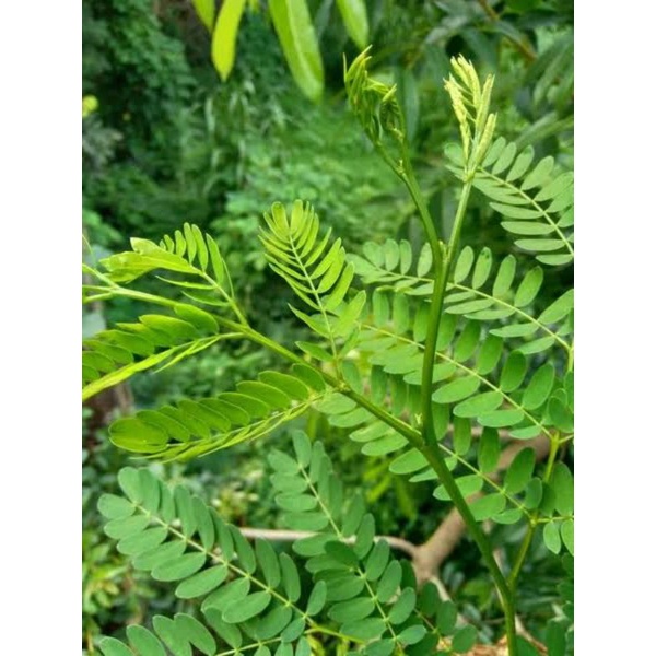 

daun Pete cina muda super segar 500grm