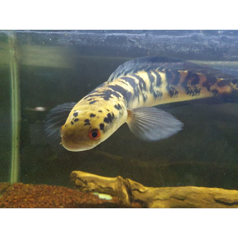 Baby Maru-YS 6-15cm