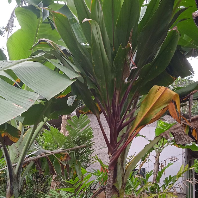 

Daun hanjuang bungkus bacang jumbo 1 kg murah