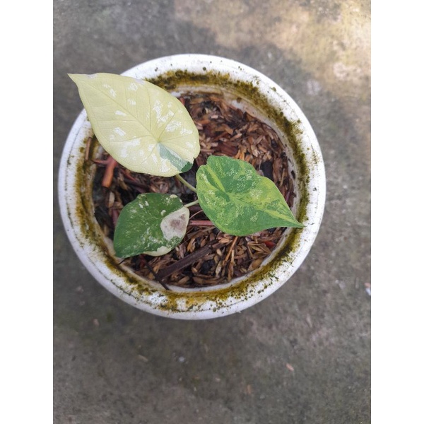 caladium hilo beauty varigata