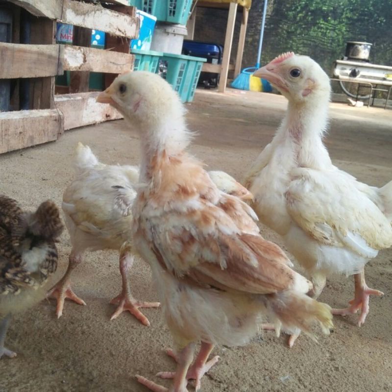 Doc Ayam Elba Ras Petelur Usia 1Bulan