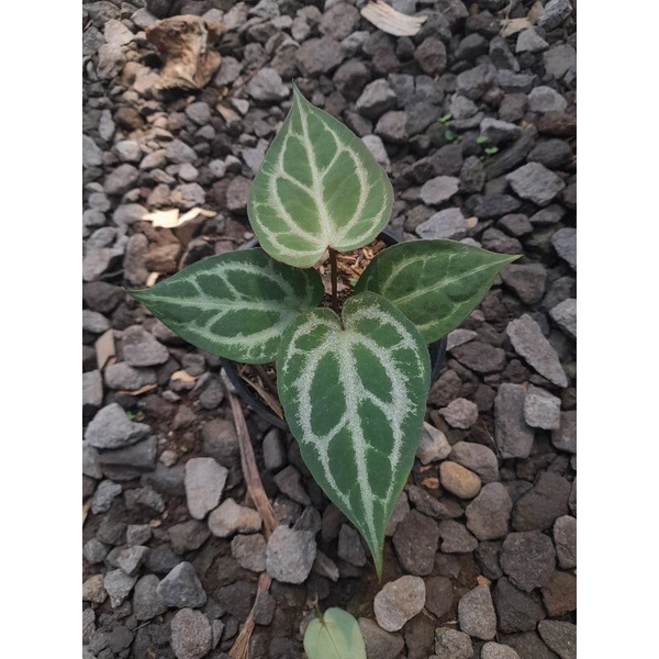 Anthurium papilaminum x crystallinum