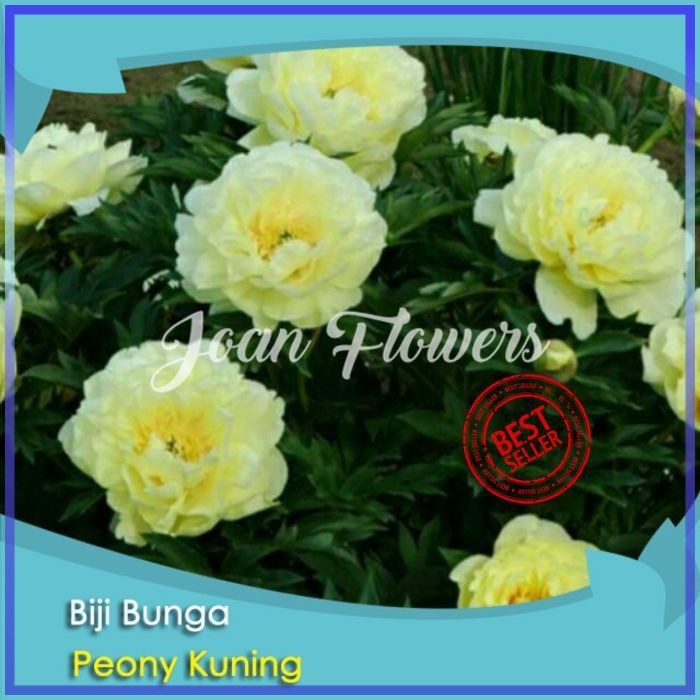 ORIII BIBIT TANAMAN BUNGA PEONY KUNING YELLOW PEONY BENIH BIBIT TANAMAN HIAS