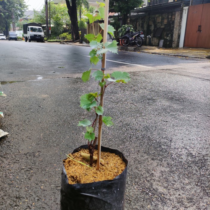 Bibit Buah Anggur Merah Import / Tanaman Hias Buah Anggur /  Tanaman hias murah