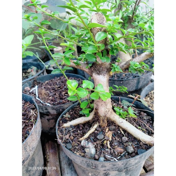 bahan bonsai sancang prospek