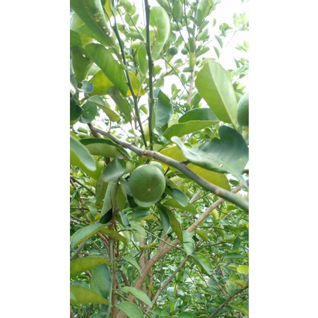 

DAUN JERUK SEGAR ISI 100gram