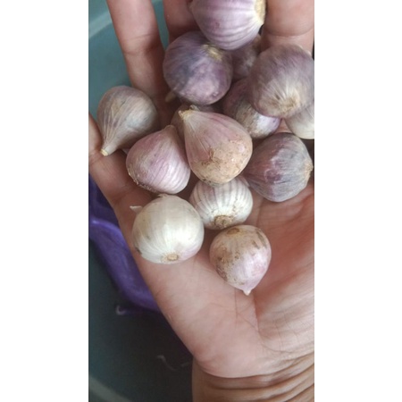 BAWANG PUTIH TUNGGAL ATAU LANANG 100 GRAM