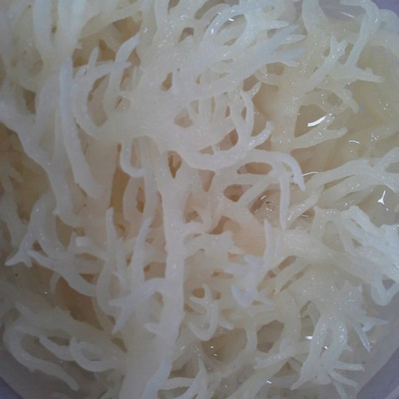 

Rumput laut putih / spinusum